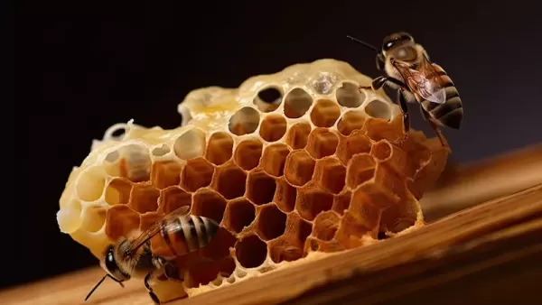 Innowacyjne zastosowania piany zalewowej w pszczelarstwie i przemyśle morskim